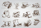 vector sketches natural ingredients used in pharmacology