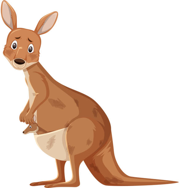 Injured kangaroo on white background Injured kangaroo on white background illustration kangaroo stock illustrations