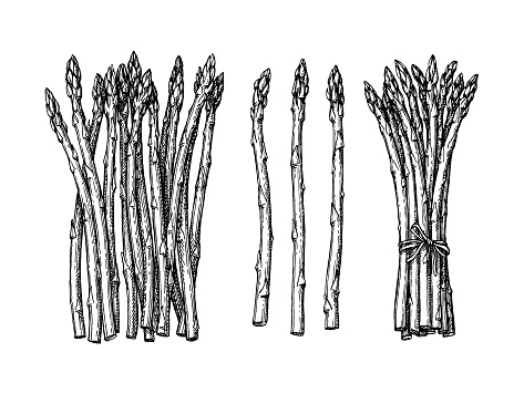 Ink sketch of asparagus.