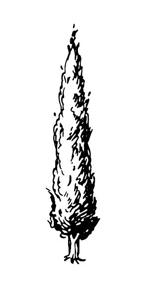 Ink sketch of cypress