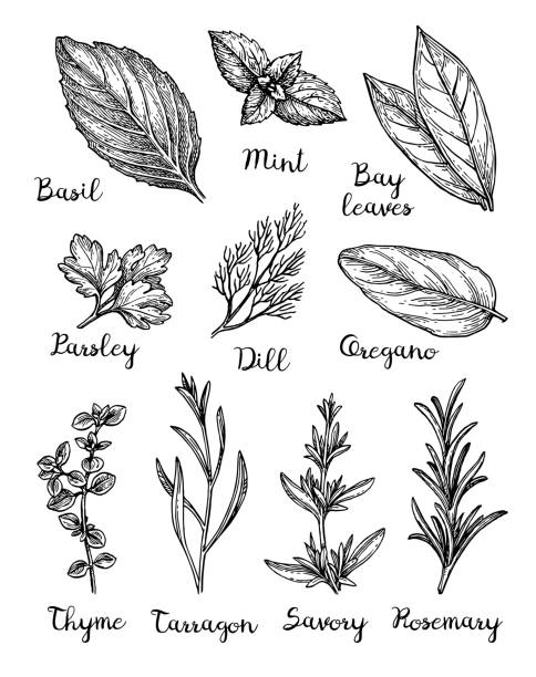 Ink sketch of herbs. Herbs set. Collection of ink sketches isolated on white background. Hand drawn vector illustration. Retro style. mint leaf culinary stock illustrations