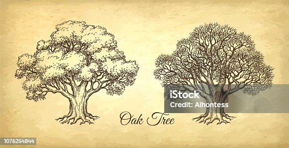 istock Ink sketch of oak tree. 1076254844