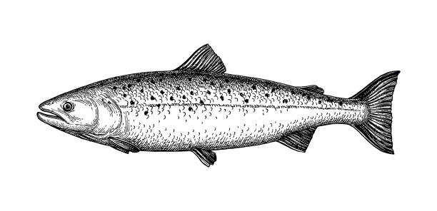 Ink sketch of salmon. Ink sketch of salmon. Hand drawn vector illustration of fish isolated on white background. Retro style. river clipart stock illustrations