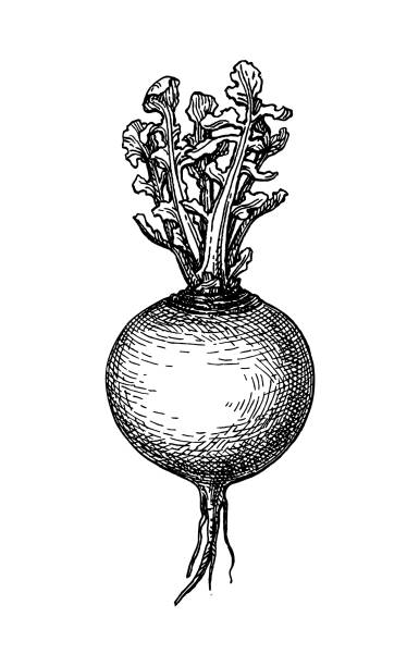 Ink sketch of turnip. Ink sketch of turnip isolated on white background. Hand drawn vector illustration. Retro style. turnip stock illustrations