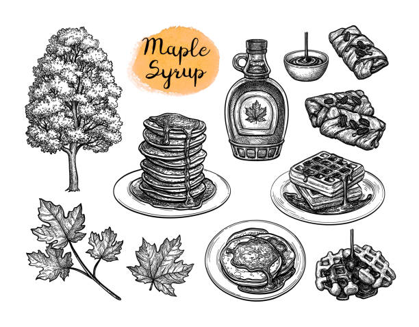 Ink sketches of desserts with maple syrup. Popular pastries with maple syrup topping. Tree and leaf. Collection of ink sketches isolated on white background. Hand drawn vector illustration. Retro style. breakfast drawings stock illustrations
