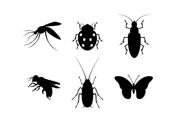 Insect black silhouette icon set vector Different types of insects vector. Bugs icon isolated on a white background. Insect clip art bee silhouettes stock illustrations