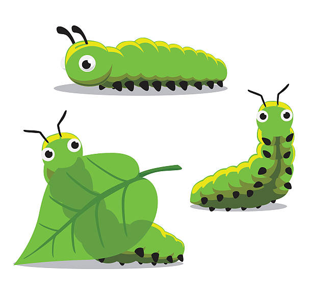 ilustrações, clipart, desenhos animados e ícones de ilustração vetorial de desenho animado de lagarta de inseto - lagarta
