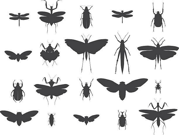 Insect silhouettes set A set of a highly detailed insect silhouettes. Included files; Aics3, Hi-res jpg. fly insect stock illustrations