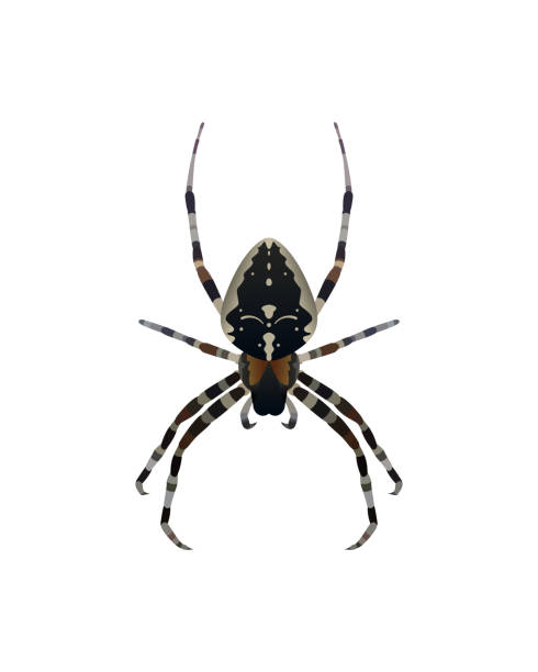 Royalty Free Spider Legs Clip Art, Vector Images & Illustrations - iStock