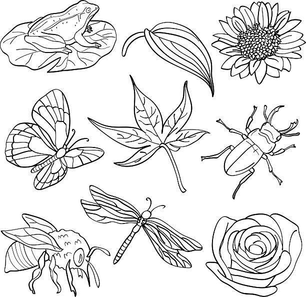 Insects & Plants http://dl.dropbox.com/u/38148230/LB23.jpg frog clipart black and white stock illustrations