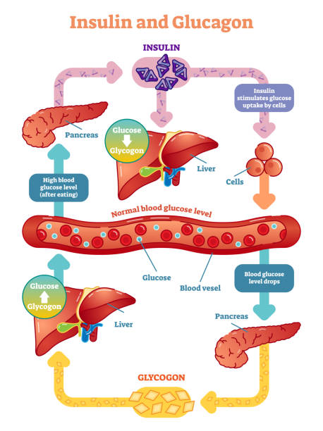 Insulin and glucagon vector illustration diagram. Insulin and glucagon vector illustration diagram. Educational medical information. glucose stock illustrations