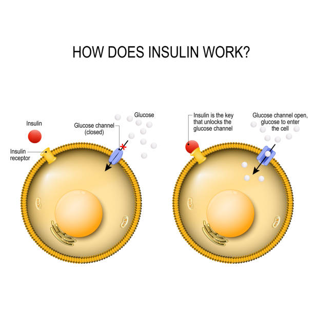 Insulin is the key that unlocks the cells glucose channel Insulin regulates the metabolism and is the key that unlocks the cell's glucose channel. how does insulin work? Vector diagram for your design, educational, science and medical use glucose stock illustrations