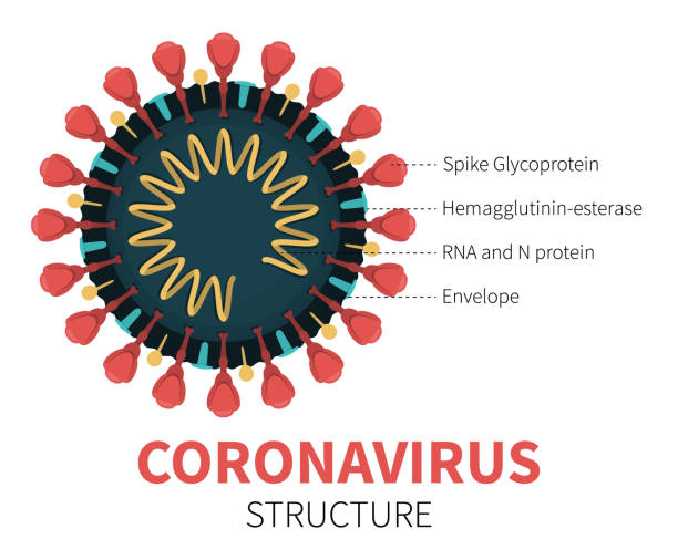 Internal cutaway of coronavirus COVID-19 with RNA Flat vector illustration of cutaway coronavirus internal structure showing Spike Glycoprotein, Hemagglutinin-esterase, RNA and N protein and Envelope. Close-up view of red COVID-19 with description. spiked stock illustrations