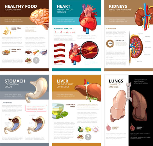 Internal human organs chart diagram infographic. Vector brochure template Internal human organs chart diagram infographic. Brain and heart, liver and stomach, lung and kidney, health medical science. Vector illustration brochure template biomedical illustration stock illustrations