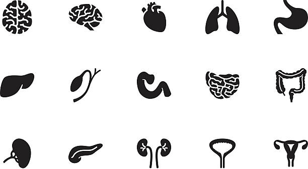 Internal organs icons . Simple black A collection of internal organs icons, in various sizes and formats: human heart stock illustrations