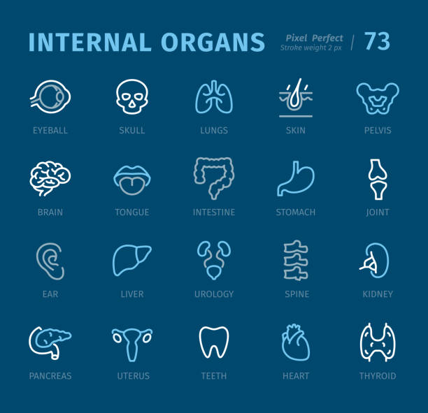 Internal Organs - Outline icons with captions Internal Organs - 20 three-color outline icons with captions / Pixel Perfect Set #73 / Icons are designed in 48x48pх square, outline stroke 2px.

First row of outline icons contains: 
Eyeball, Skull, Lungs, Skin, Pelvis;

Second row contains: 
Brain, Tongue, Intestine, Stomach, Joint;

Third row contains: 
Ear, Liver, Urology, Spine, Spleen (Kidney);

Fourth row contains:
Pancreas, Uterus, Teeth, Heart, Thyroid.

Complete Captico icons collection - https://www.istockphoto.com/collaboration/boards/L98ewPMHpUStg1uF0pmcYg human internal organ stock illustrations