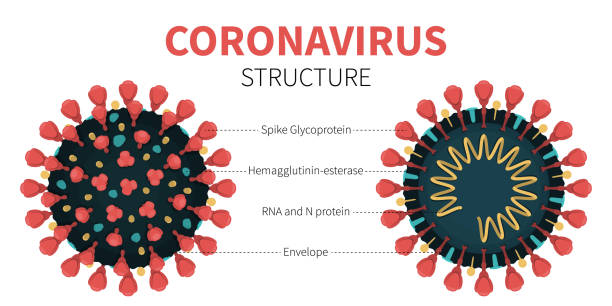 Internal structure and anatomy of virus COVID-19 Close-up vector illustration of COVID-19 internal and external structure showing Spike Glycoprotein, Hemagglutinin, RNA and N protein and Envelope. Anatomy of red coronavirus with description. spiked stock illustrations