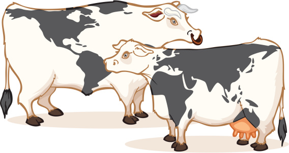 International Cows