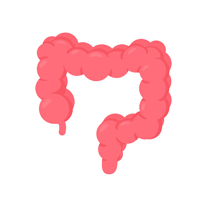 Intestine icon. Intestines help in the excretion of body waste into faeces.