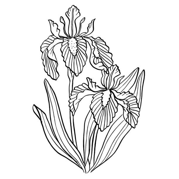 Iris flower line art drawing vector art illustration