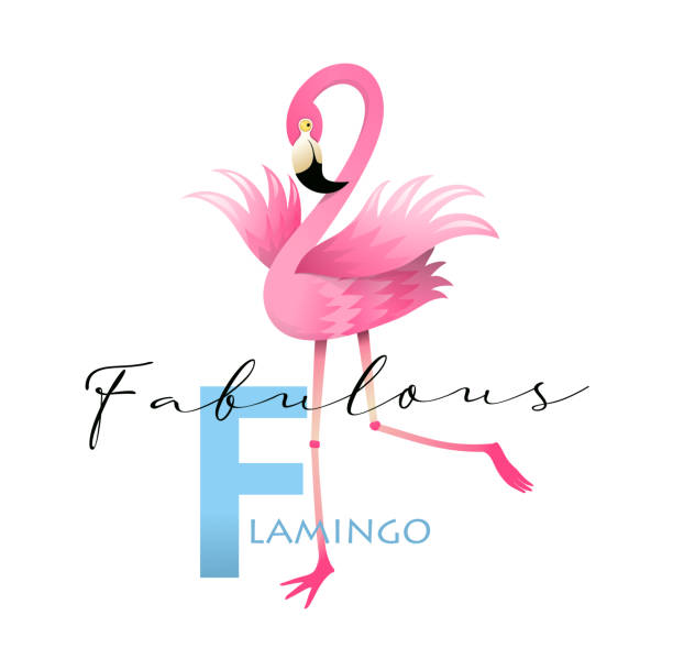 stockillustraties, clipart, cartoons en iconen met f is voor flamingo alphabet teaching english card - flamingo