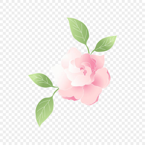 Isolated pink flower. Vector floral vector art illustration