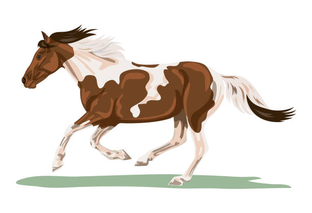 Isolated Pinto Horse Galloping One horse running on a white background. Flat colors. horse clipart stock illustrations