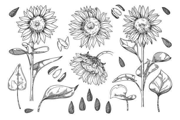 isolierte sonnenblumenknospe, blatt und samen, stammset - sonnenblume stock-grafiken, -clipart, -cartoons und -symbole