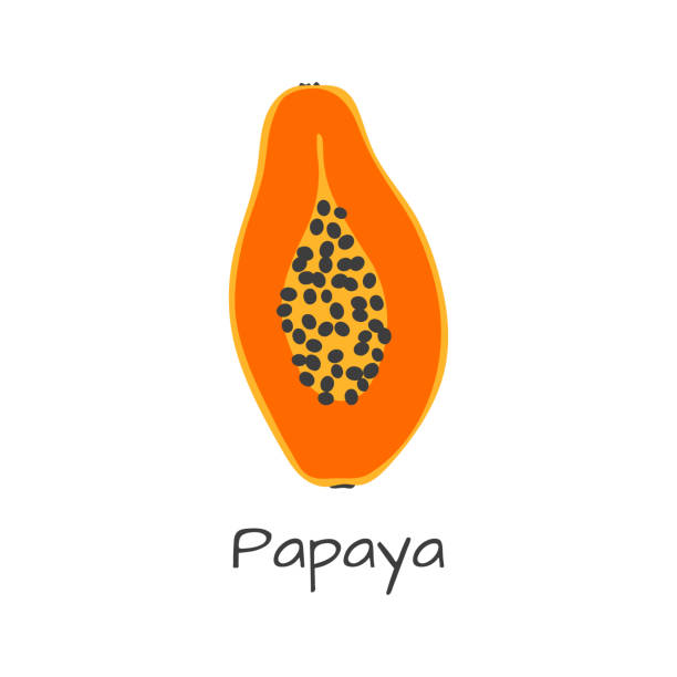 Isolated vector papay icon. Orange fruit vector art illustration