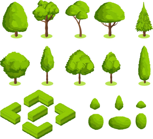 ilustrações, clipart, desenhos animados e ícones de isométricas 3d vector parque e jardim de árvores e arbustos. coleção de plantas da floresta verde - arvores 3d