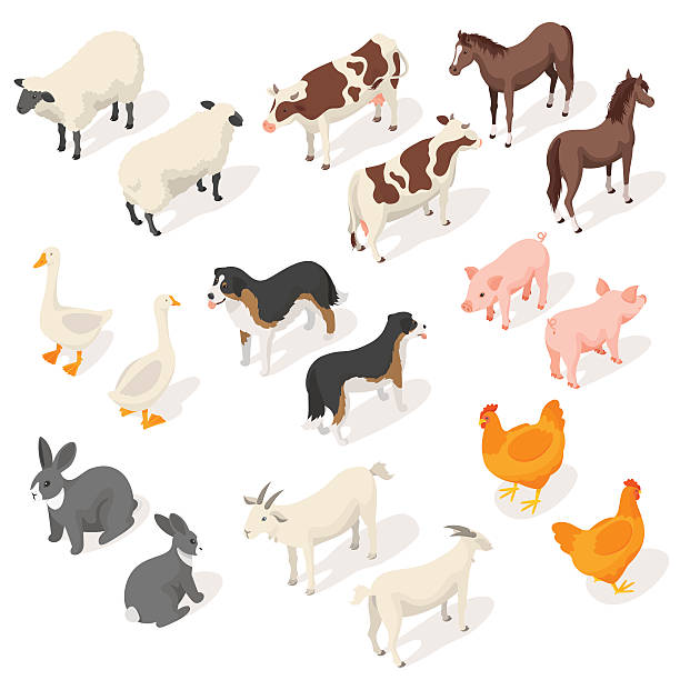 ilustrações de stock, clip art, desenhos animados e ícones de isometric 3d vector set of farm animals - natural food infographics
