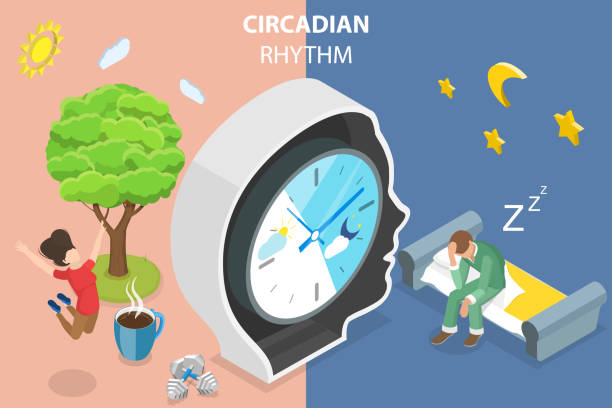 ilustrações de stock, clip art, desenhos animados e ícones de 3d isometric flat vector conceptual illustration of circadian rhythm - change habits