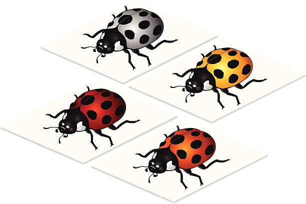 isometric ladybugs vector art illustration