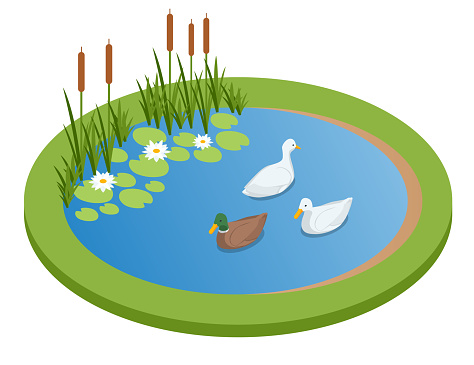 Isometric lake with ducks isolated on wrhite. City park recreational area. Ducks swimming on the lake