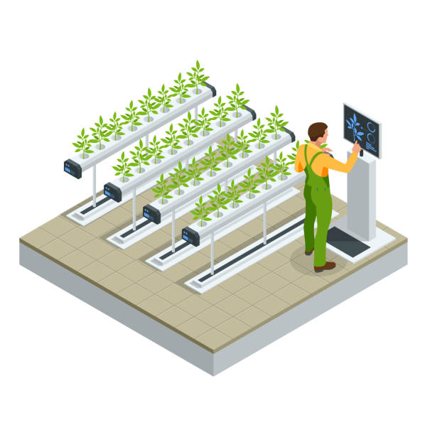 Isometric modern smart industrial greenhouse. Artificial intelligence robots in agricultural. Organic food, agriculture and hydroponic conccept. Isometric modern smart industrial greenhouse. Artificial intelligence robots in agricultural. Organic food, agriculture and hydroponic conccept hydroponics stock illustrations