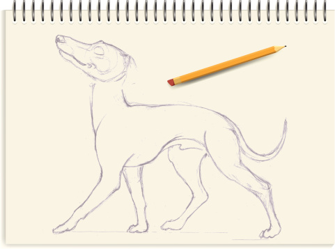 Italian greyhound - sketch