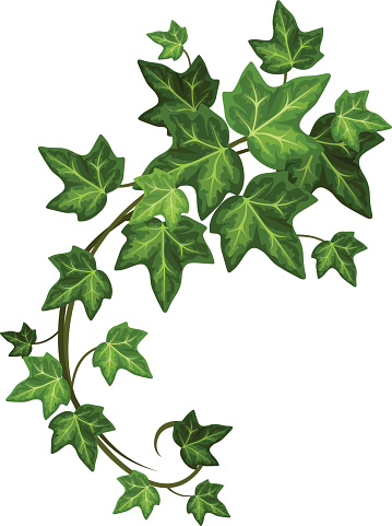 Ivy branch. Vector illustration.