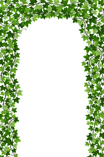 Ivy creeper arch isolated on white background. Green English ivy liana fence with climbing branches. Realistic vector illustration of hanging hedera vines frame