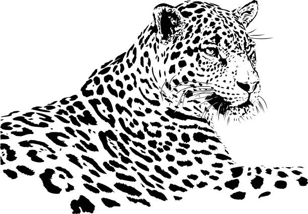 bildbanksillustrationer, clip art samt tecknat material och ikoner med jaguar porträtt i svart och vitt - jaguar kattdjur