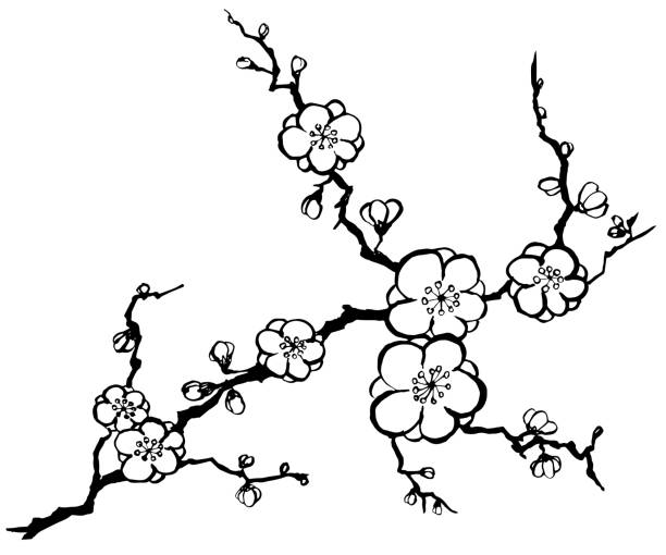 梅の花 イラスト素材 Istock
