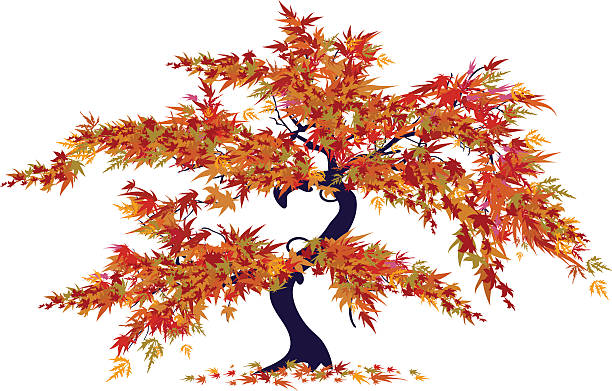 Japanese Maple Tree Japanese Maple Tree japanese maple stock illustrations