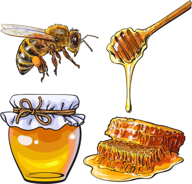 Best Honey Bee Illustrations, RoyaltyFree Vector Graphics