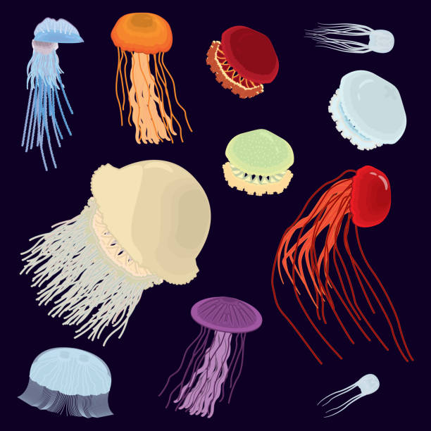 illustrazioni stock, clip art, cartoni animati e icone di tendenza di jellyfish set di icone colorate. set di illustrazioni di meduse. vettore. - caravella portoghese