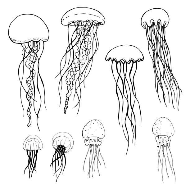 denizanası. vektör çizim illüstrasyon. - medusa stock illustrations