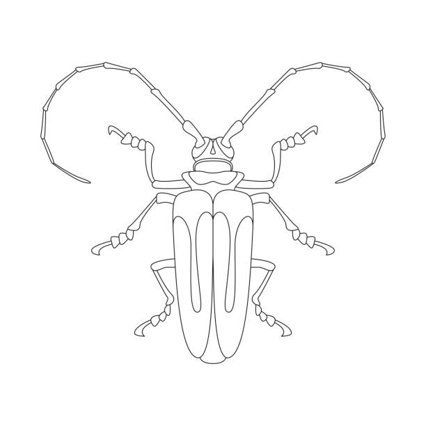 Line Drawing Jewel : Royalty free scarab beetle clip art vector images