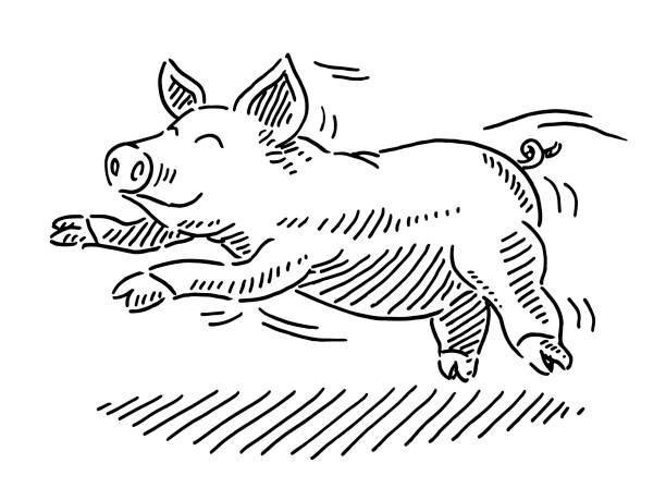 Joyful Cartoon Pig Drawing Hand-drawn vector drawing of a Joyful Cartoon Pig. Black-and-White sketch on a transparent background (.eps-file). Included files are EPS (v10) and Hi-Res JPG. pig drawings stock illustrations