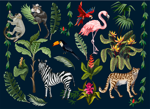 Jungle animals, flowers and trees isolated. Vector.