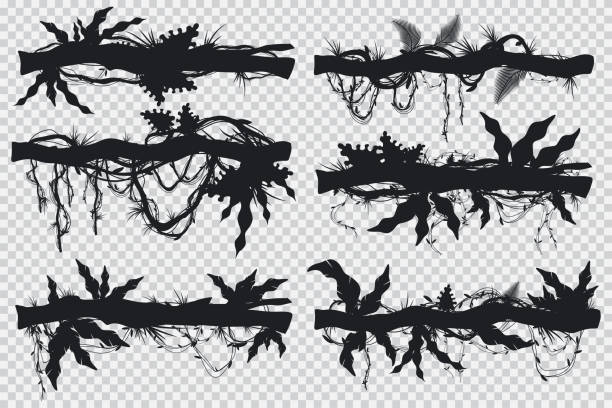 Jungle hanging lianas and vines on a branch. Vector black silhouette set isolated on transparent background. Jungle vector black silhouette set. moss stock illustrations