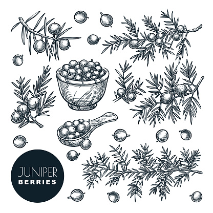 Juniper berries, sketch vector illustration. Spice, aromatherapy, natural herbal medicine coniferous plant