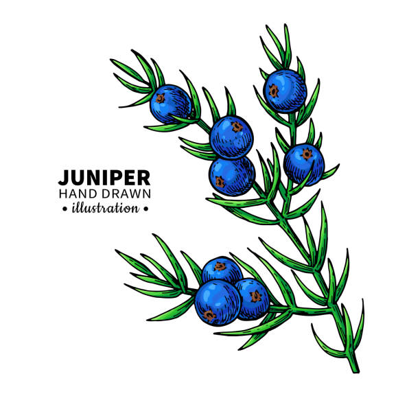 Juniper Berry Illustrations, Royalty-Free Vector Graphics & Clip Art ...